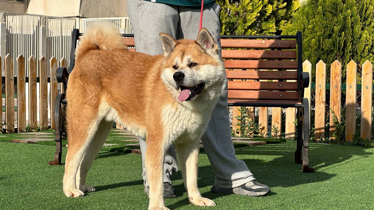 مولد نژاد آکیتا هاچی(Hachi)